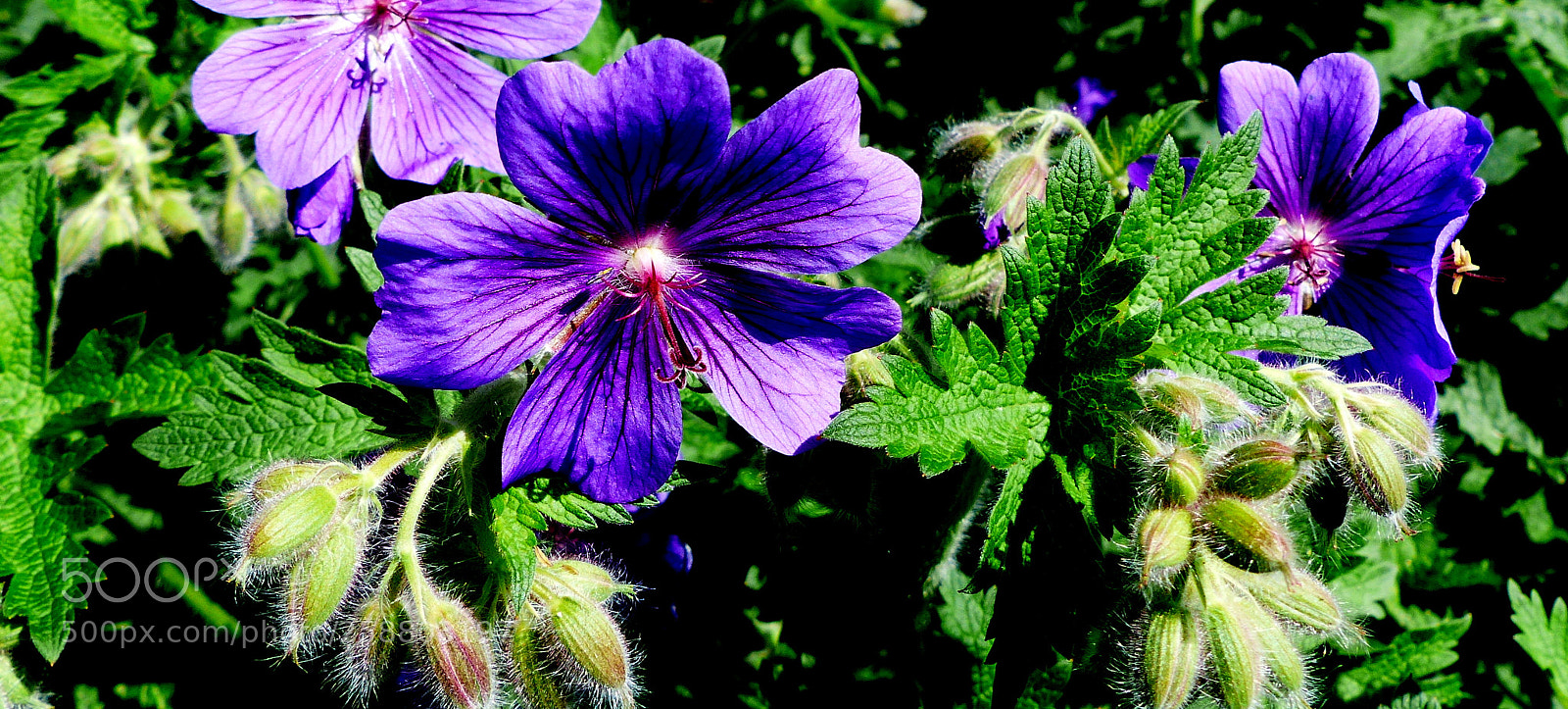 Panasonic Lumix DMC-FZ200 sample photo. Blue flowers. photography