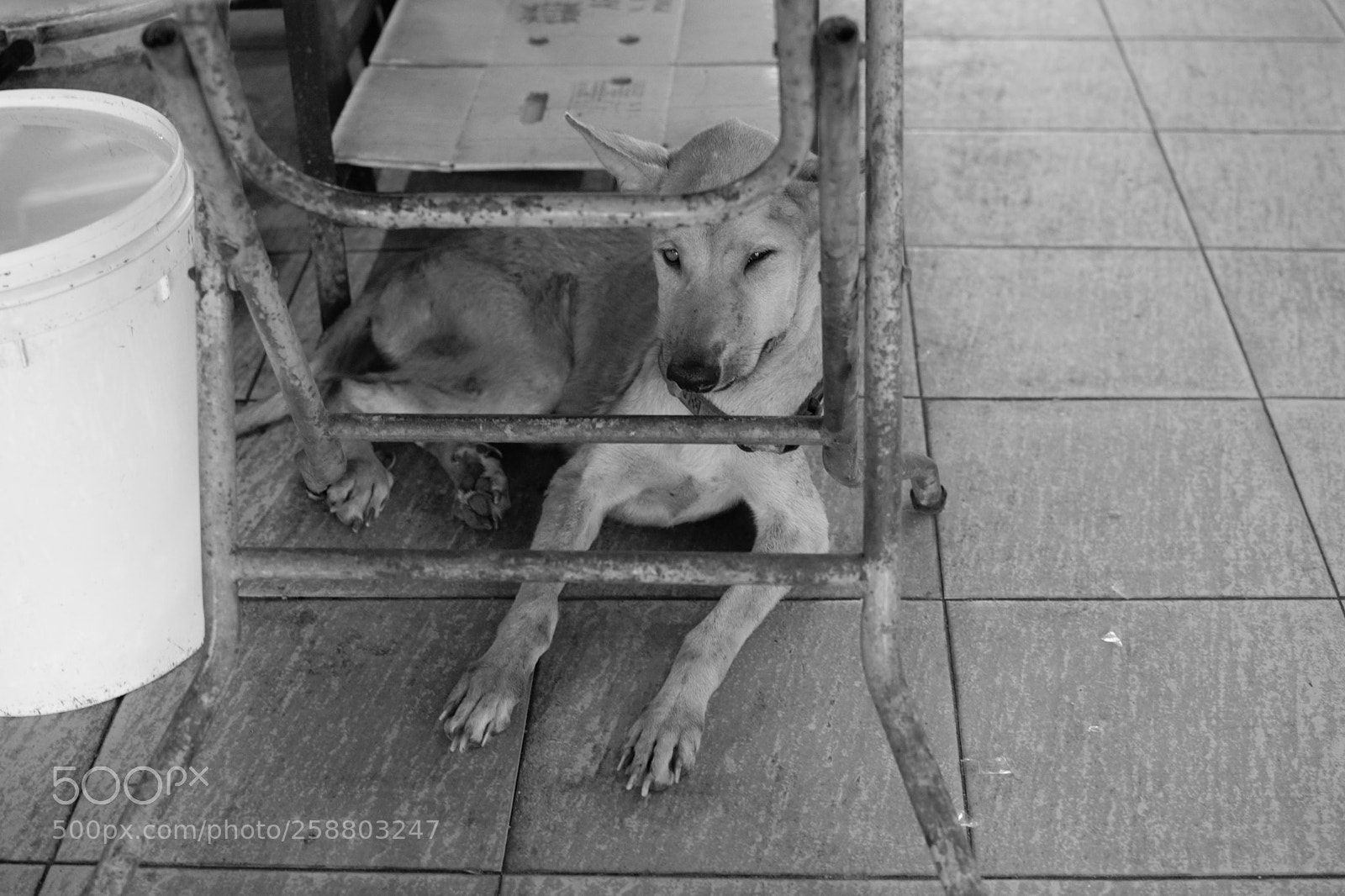 Nikon D3300 sample photo. The dog photography
