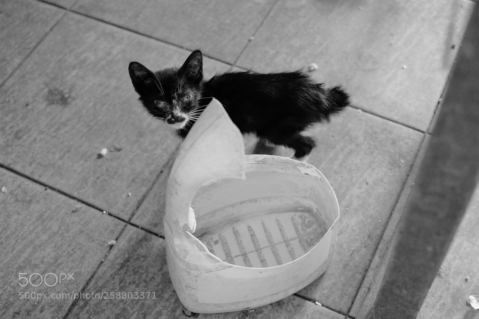 Nikon D3300 sample photo. The kitten photography