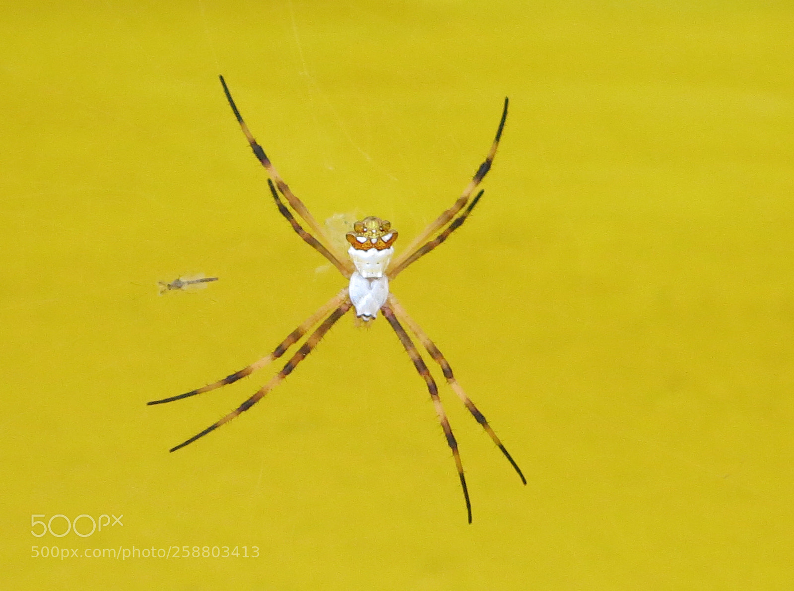 Canon PowerShot G15 sample photo. Spider photography