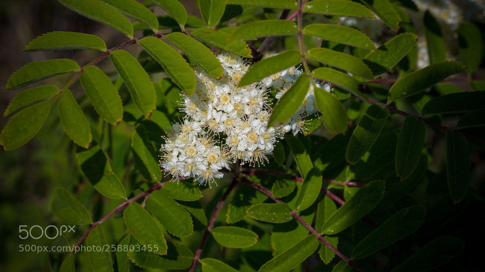 Canon EOS 6D Mark II sample photo. White in green photography