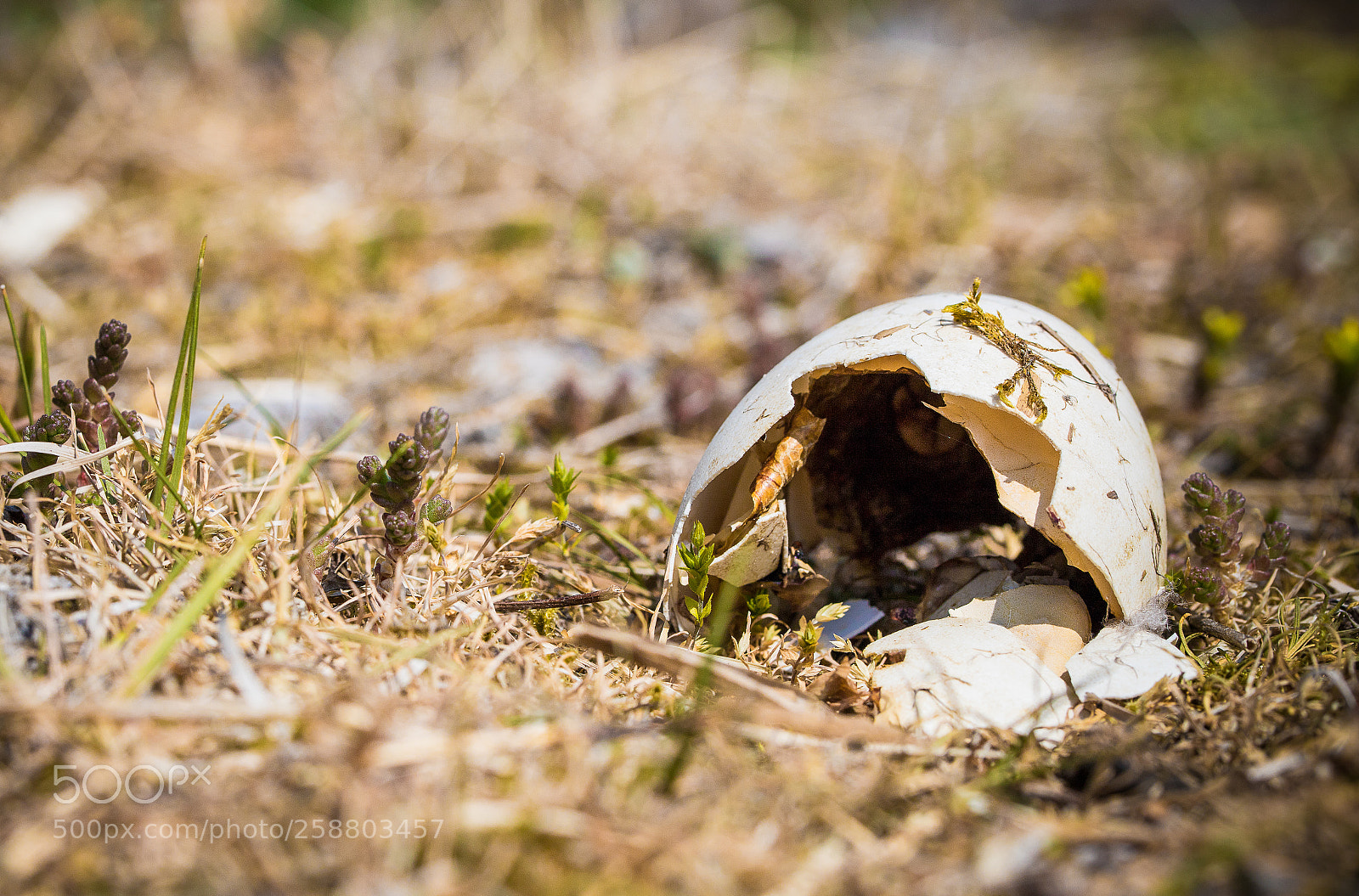 Canon EOS 6D Mark II sample photo. Left home photography