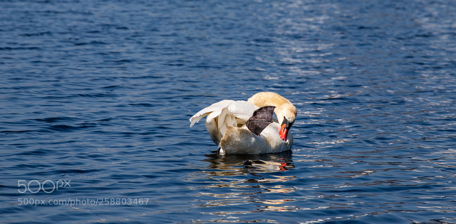Canon EOS 6D Mark II sample photo. High five photography