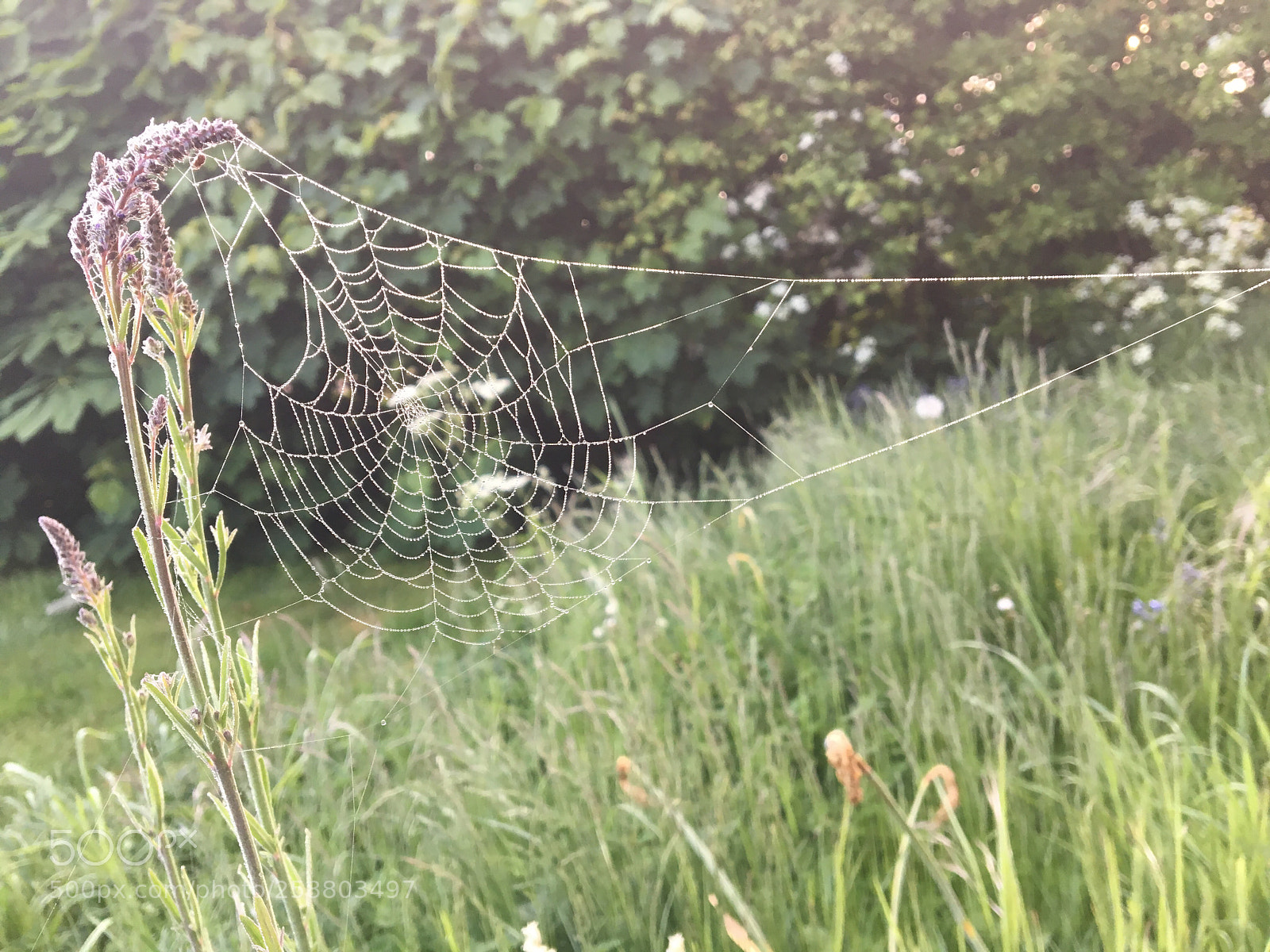 Apple iPhone 6s sample photo. Spiders web photography