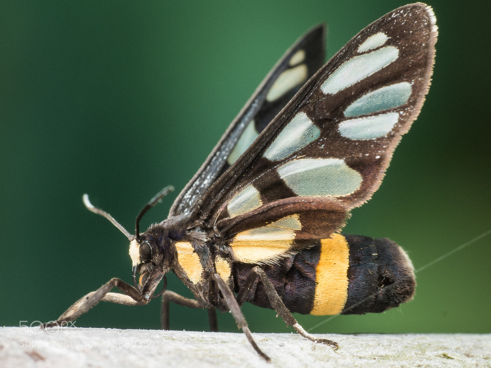 Olympus OM-D E-M5 II sample photo. Amata perixanthia photography