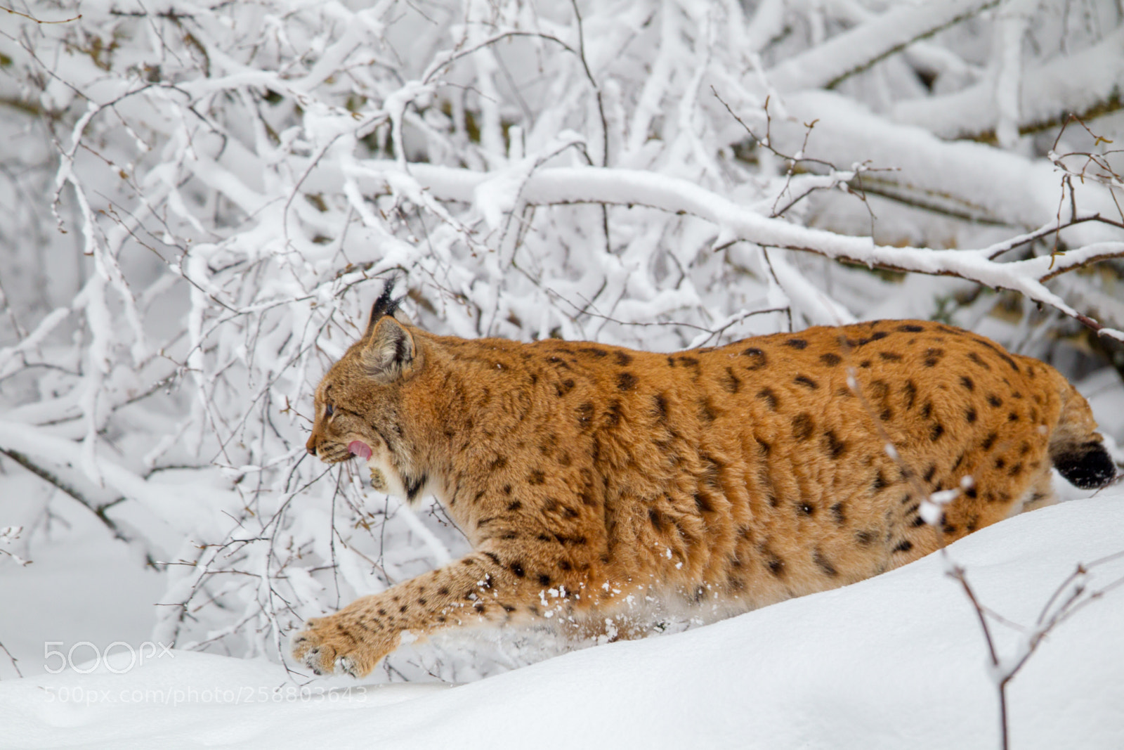 Canon EOS-1D Mark IV sample photo. Eurasian lynx (lynx lynx) photography