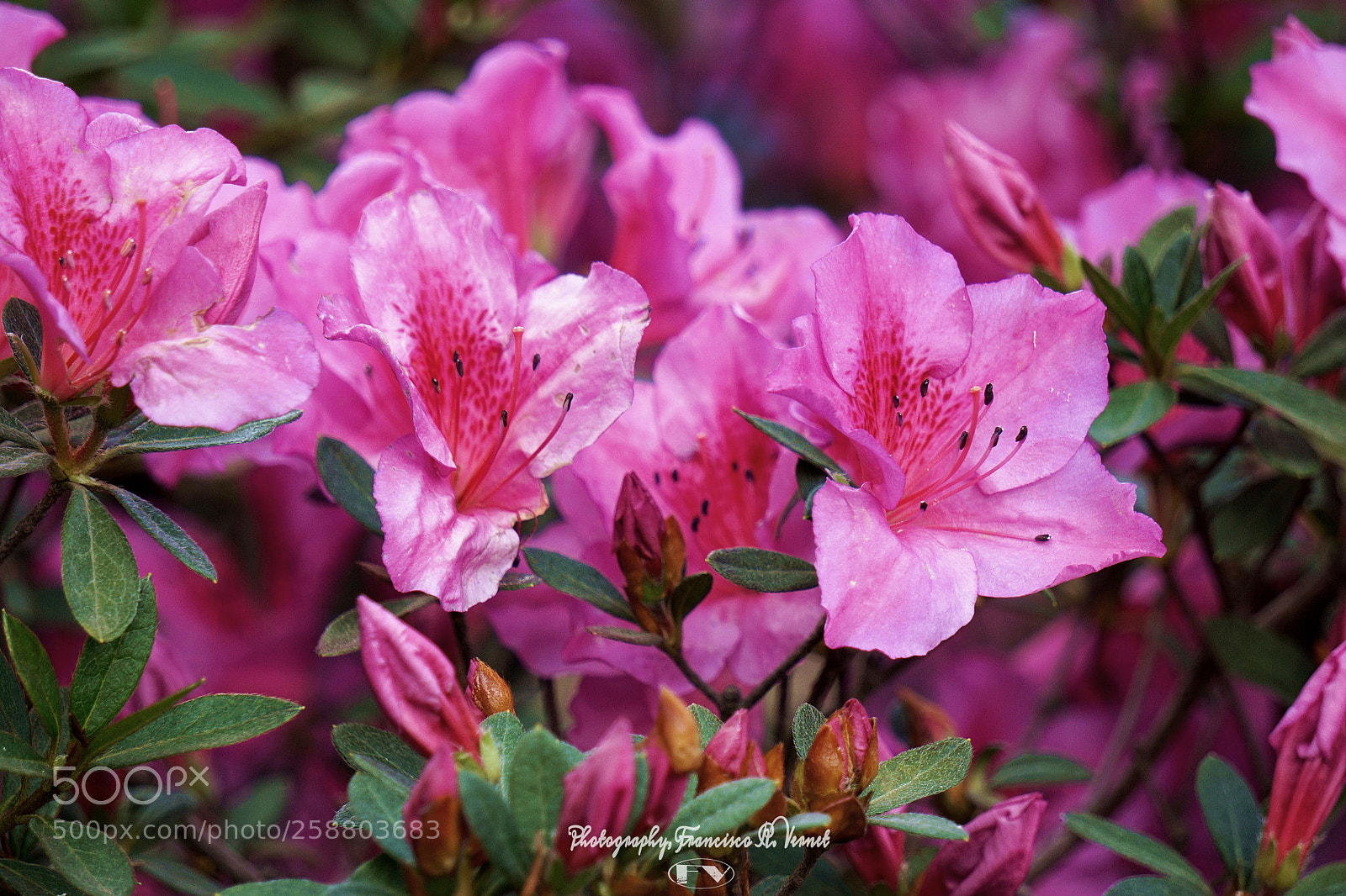 Sony a6000 sample photo. Lovely... pinked photography