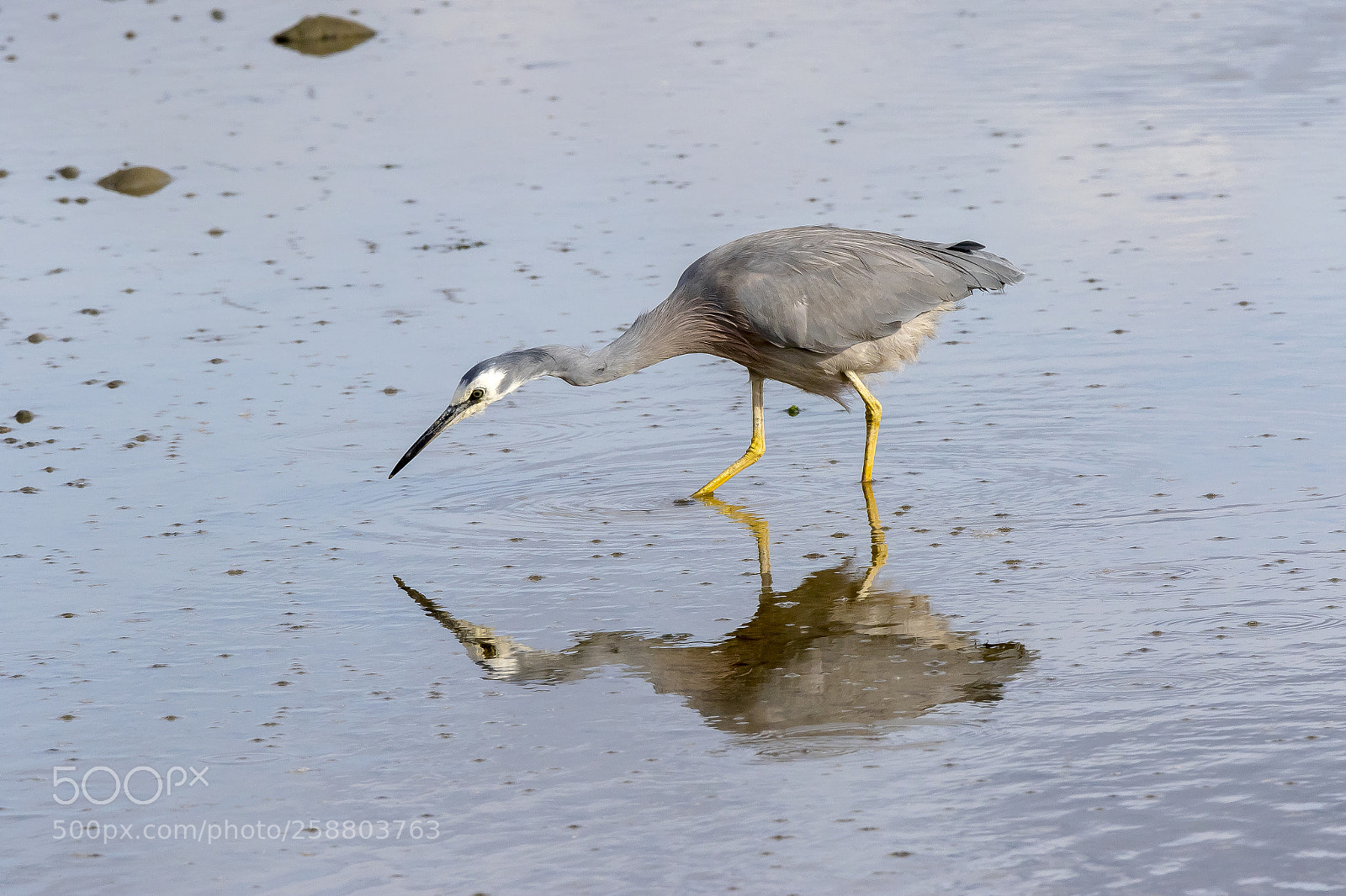 Canon EOS 7D Mark II sample photo. White faced heron photography