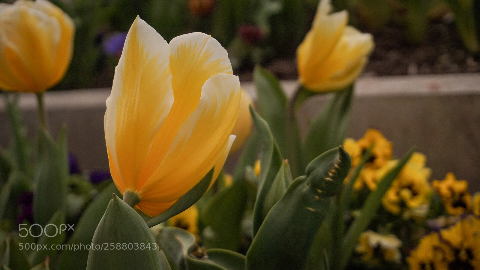 Sony Alpha a5000 (ILCE 5000) sample photo. Bloom~ photography