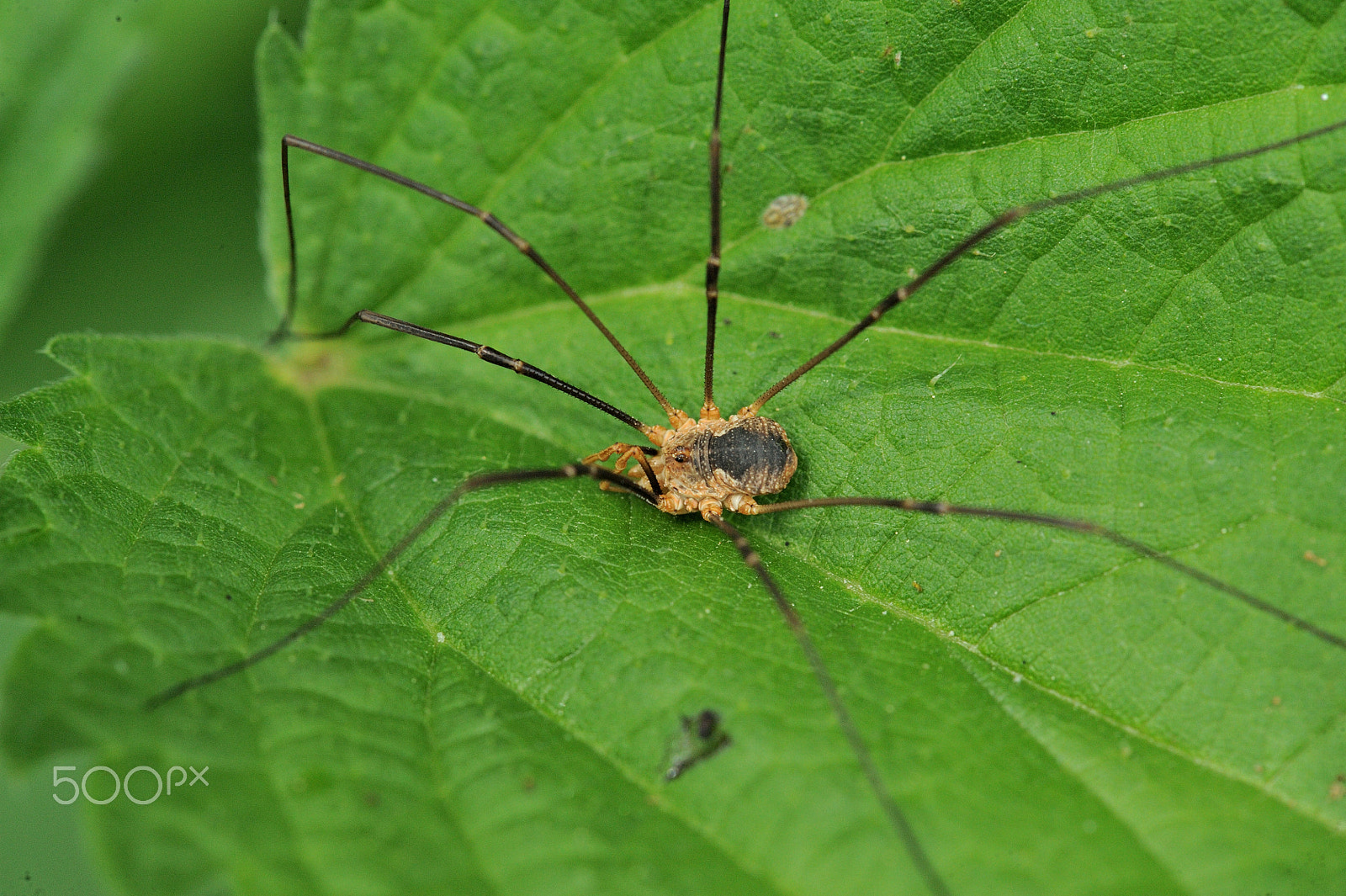 Nikon D3 + Nikon AF-S Micro-Nikkor 105mm F2.8G IF-ED VR sample photo. Daddy longleg photography