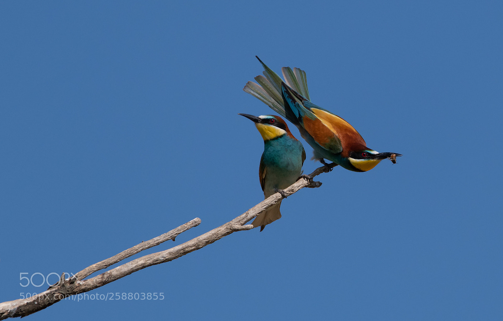 Nikon D850 sample photo. Bee eater photography