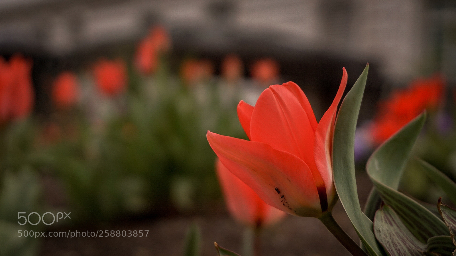 Sony Alpha a5000 (ILCE 5000) sample photo. Bloom~ photography