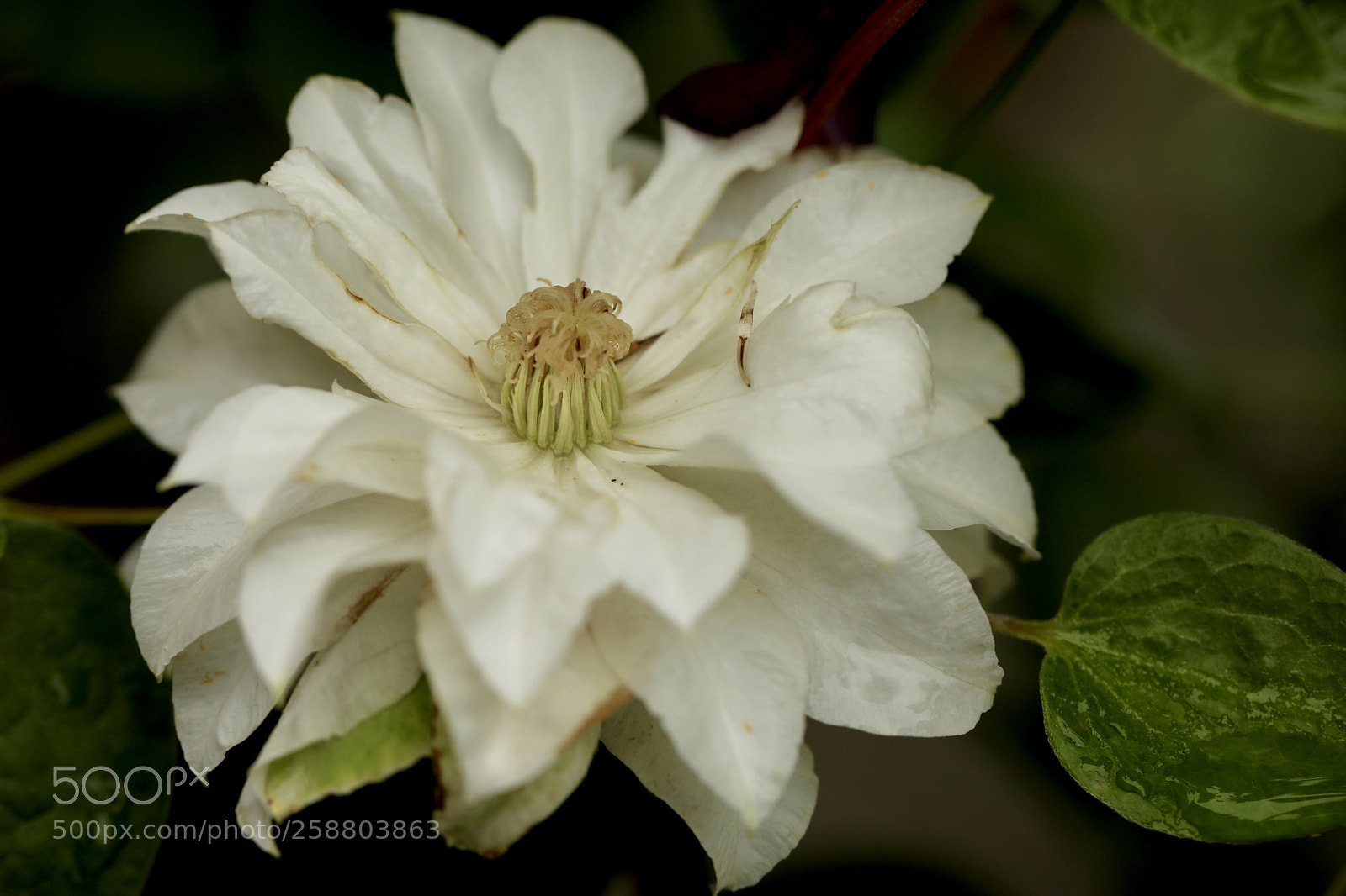Canon EOS 5D Mark IV sample photo. 铁线莲 photography