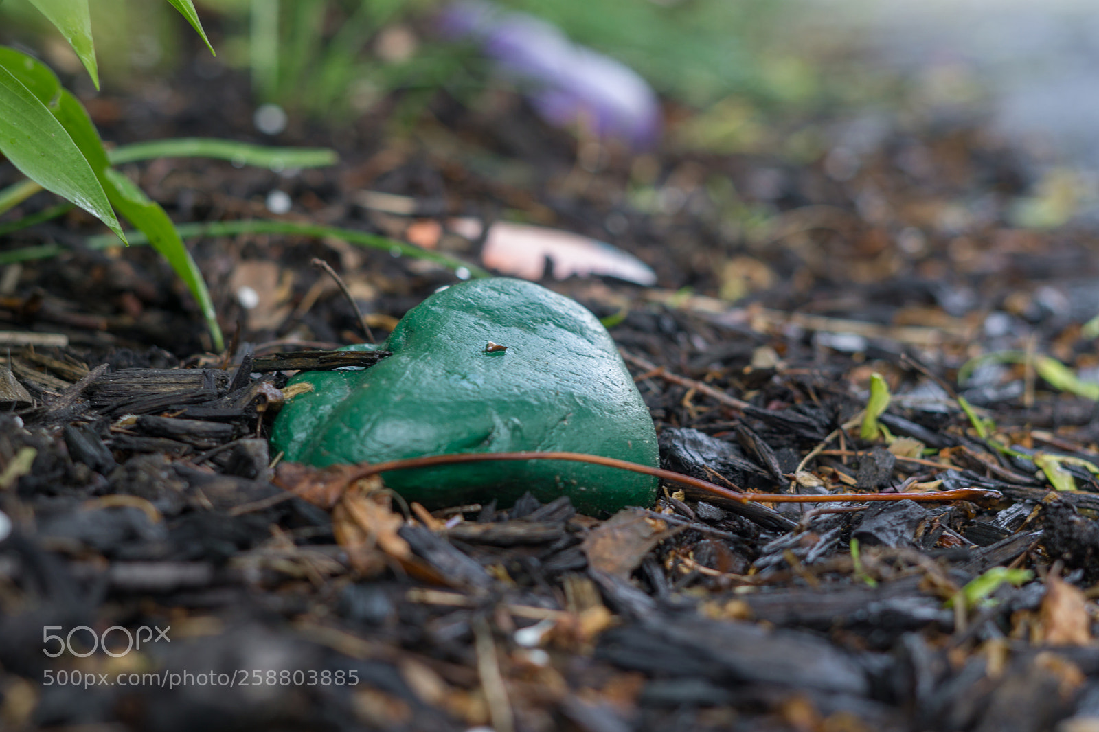 Sony a6000 sample photo. Dsc photography