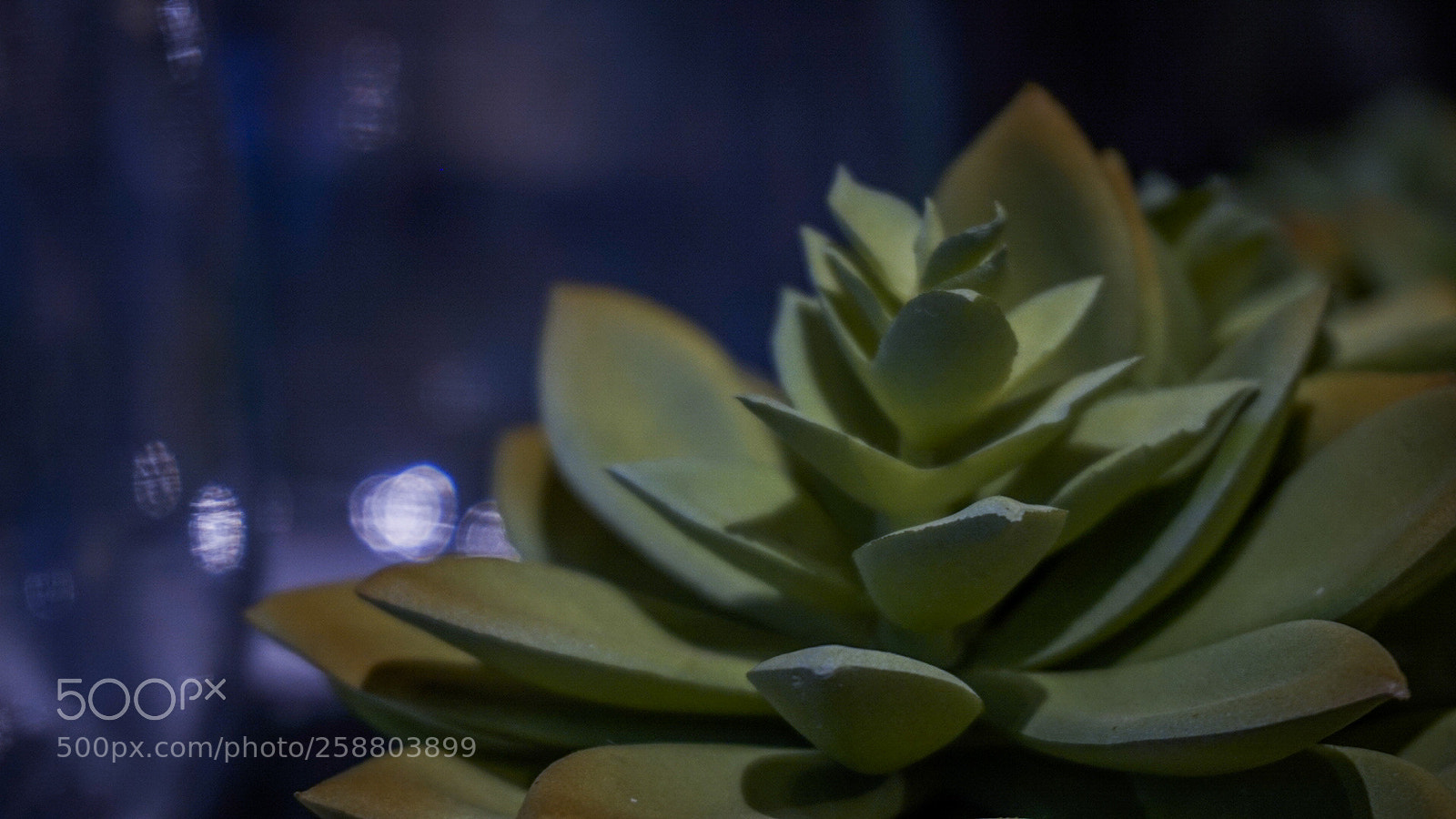 Sony Alpha a5000 (ILCE 5000) sample photo. Succulentssss photography