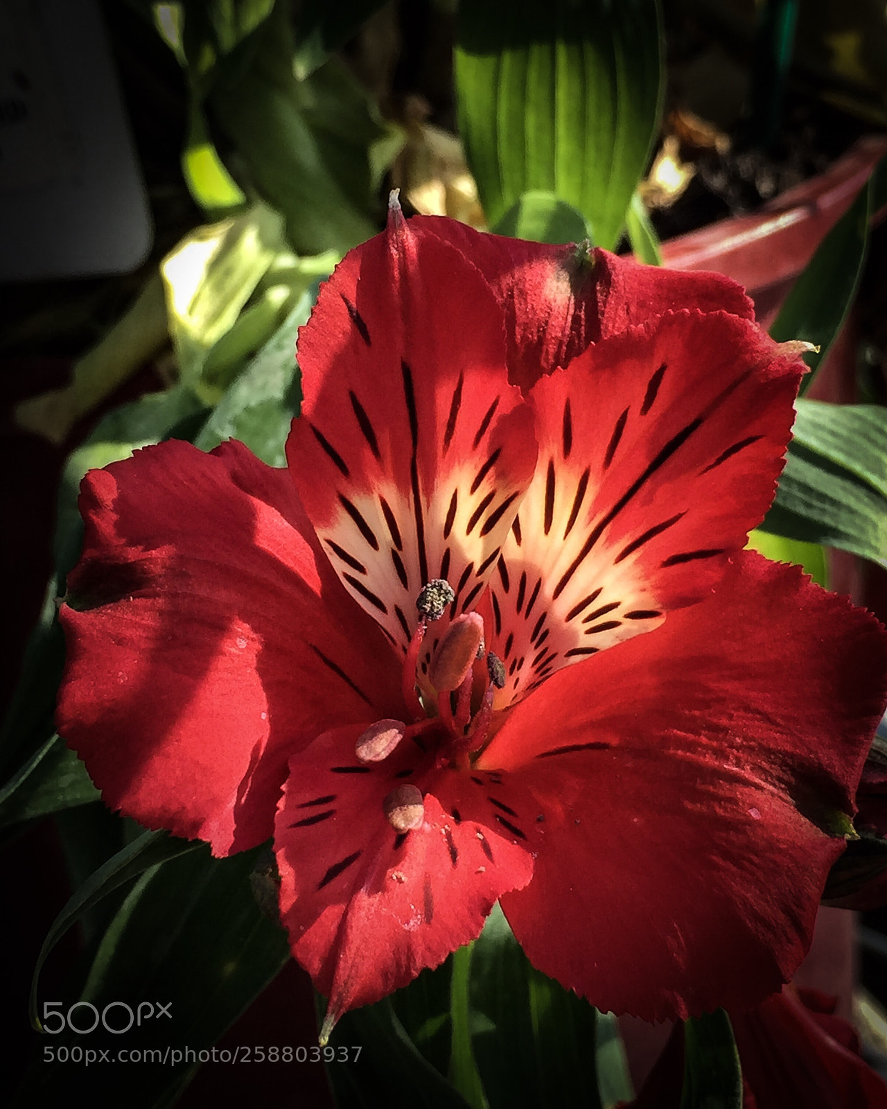 Apple iPhone 6 Plus sample photo. Red radiance photography