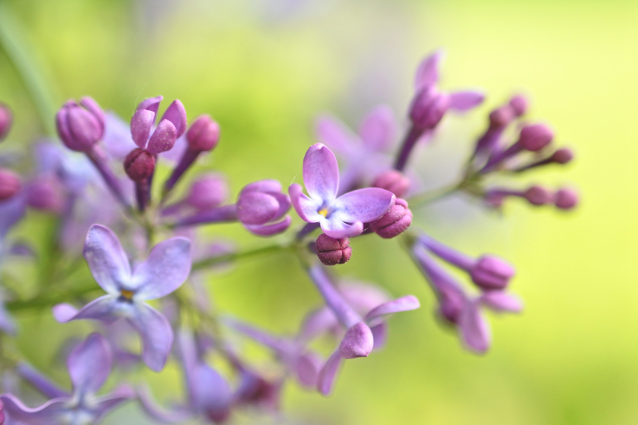 Nikon 1 J5 sample photo. Lilac photography