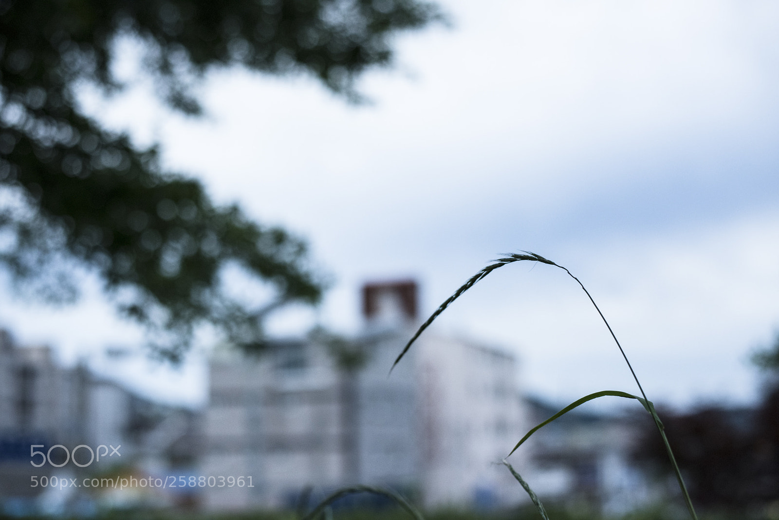 Nikon D810 sample photo. In a town   no.29	
 photography