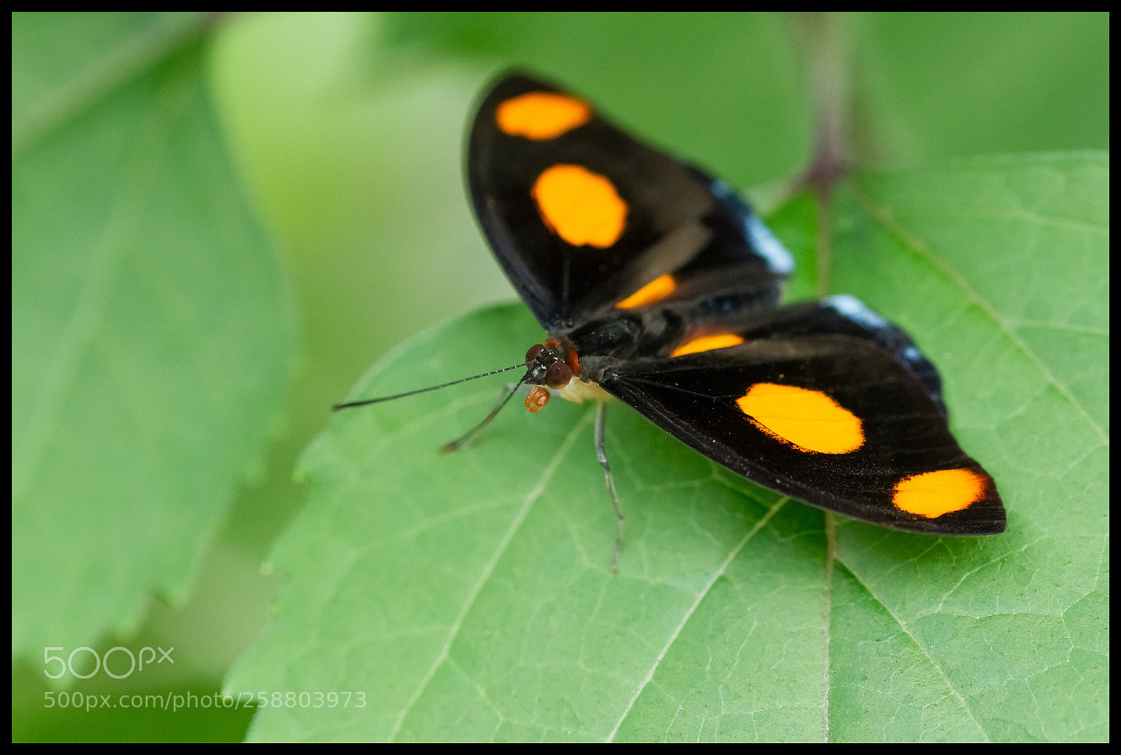 Canon EOS 7D sample photo. Papillon photography
