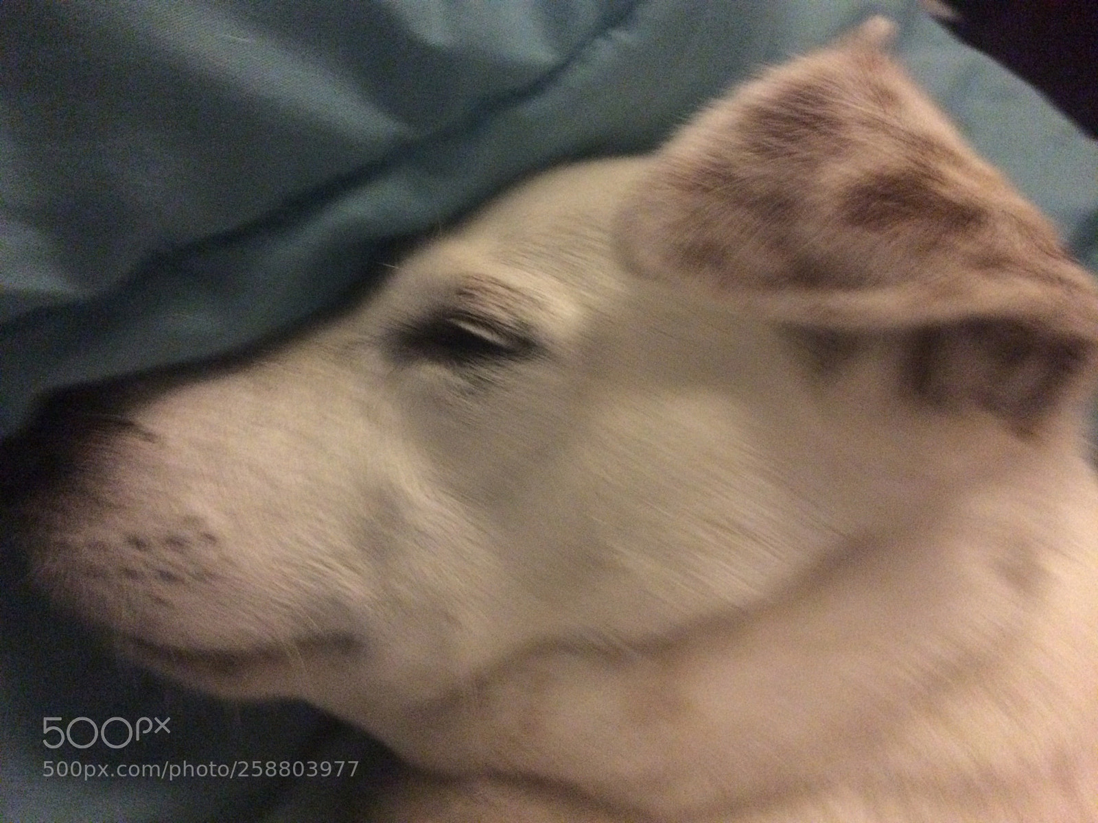 Apple iPhone 5s sample photo. 6460.jpg photography