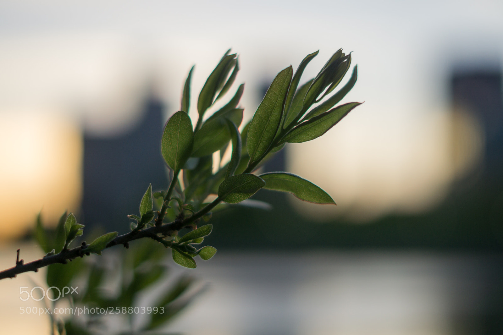 Sony a6000 sample photo. Dsc photography