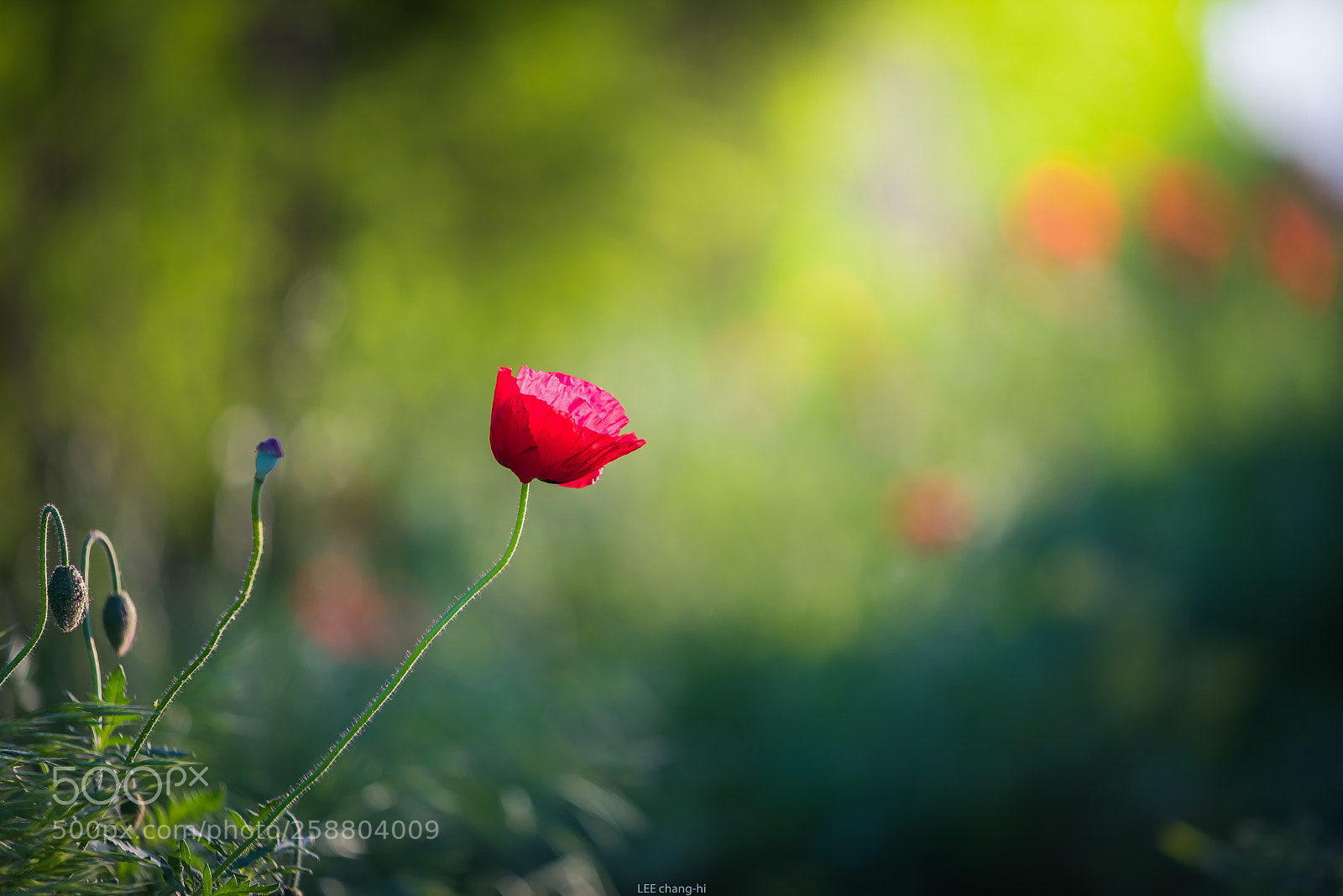 Nikon D810 sample photo. Poppy photography