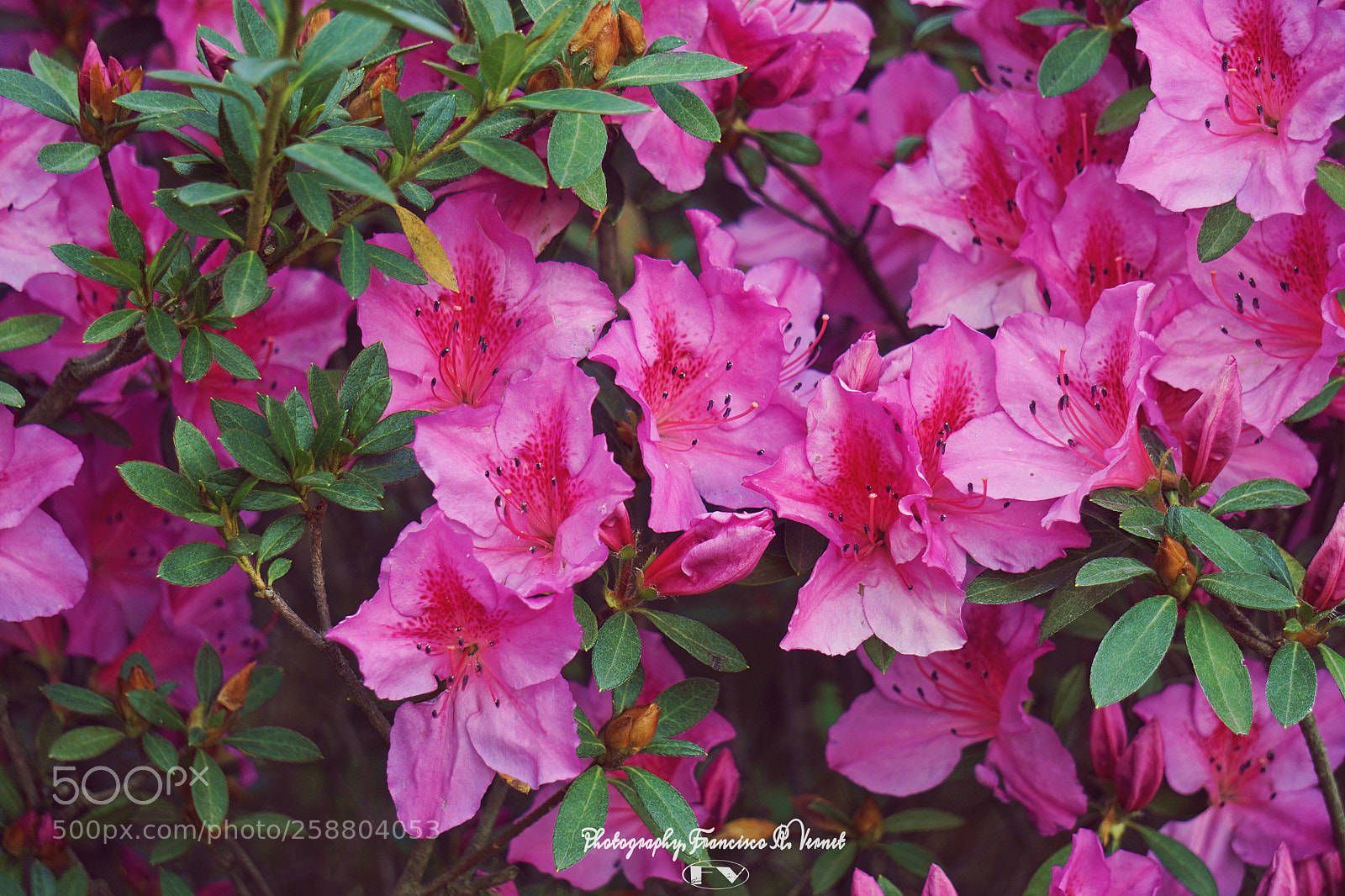 Sony a6000 sample photo. Lovely... pinked photography