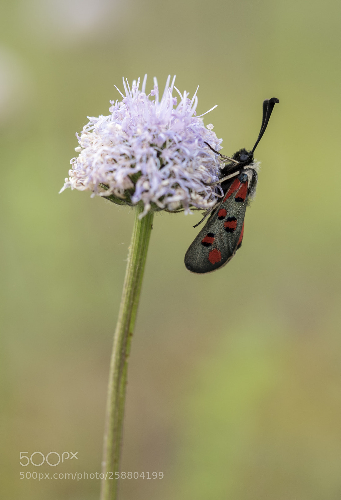 Olympus OM-D E-M1 sample photo. Zygaena. photography