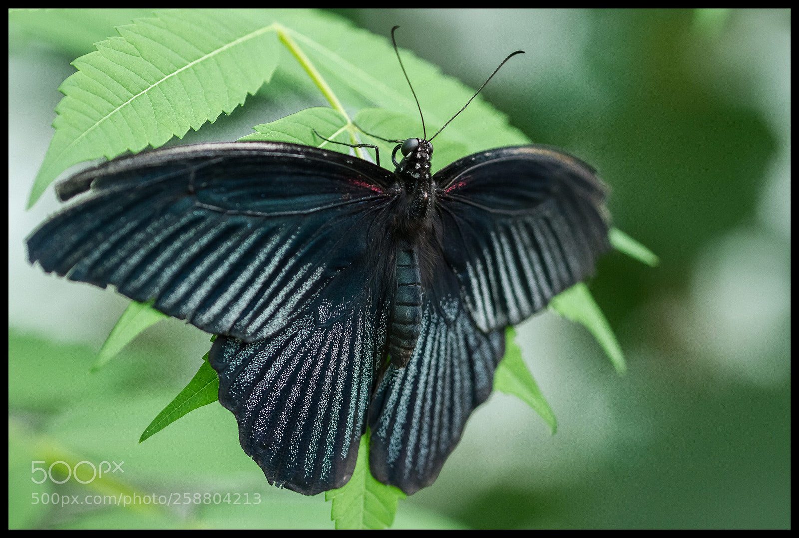 Canon EOS 7D sample photo. Papillon photography