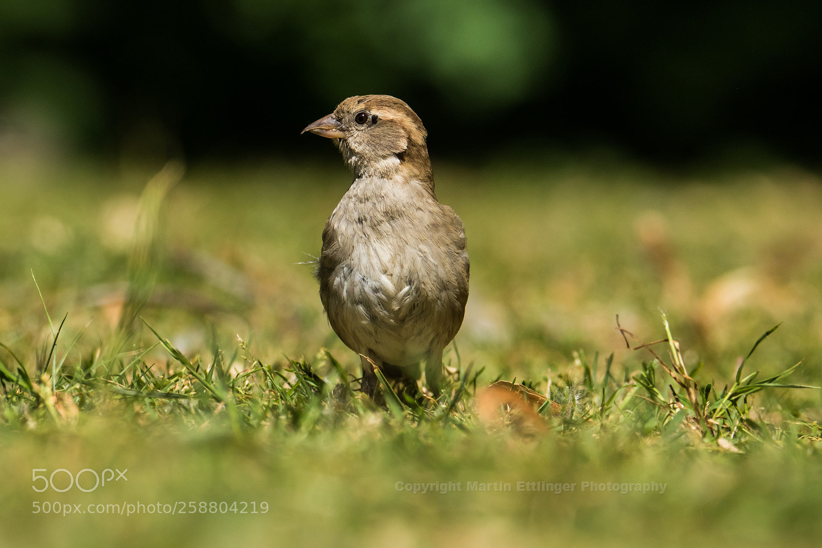 Canon EOS 7D Mark II sample photo. Sparrow passer domesticus with photography
