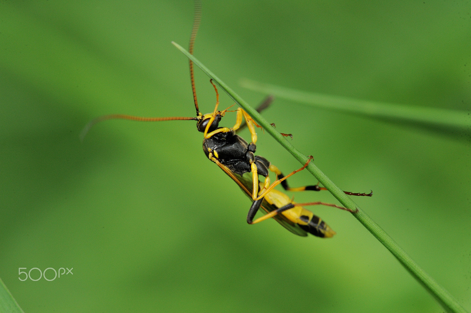 Nikon D3 + Nikon AF-S Micro-Nikkor 105mm F2.8G IF-ED VR sample photo. Tenthredo sp. photography