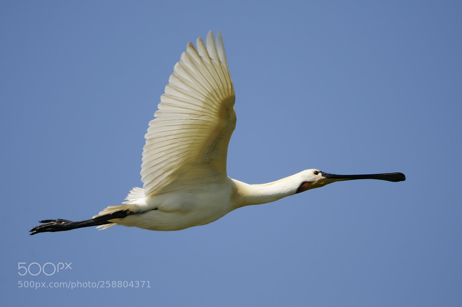 Nikon D300S sample photo. Spoonbill in flight photography