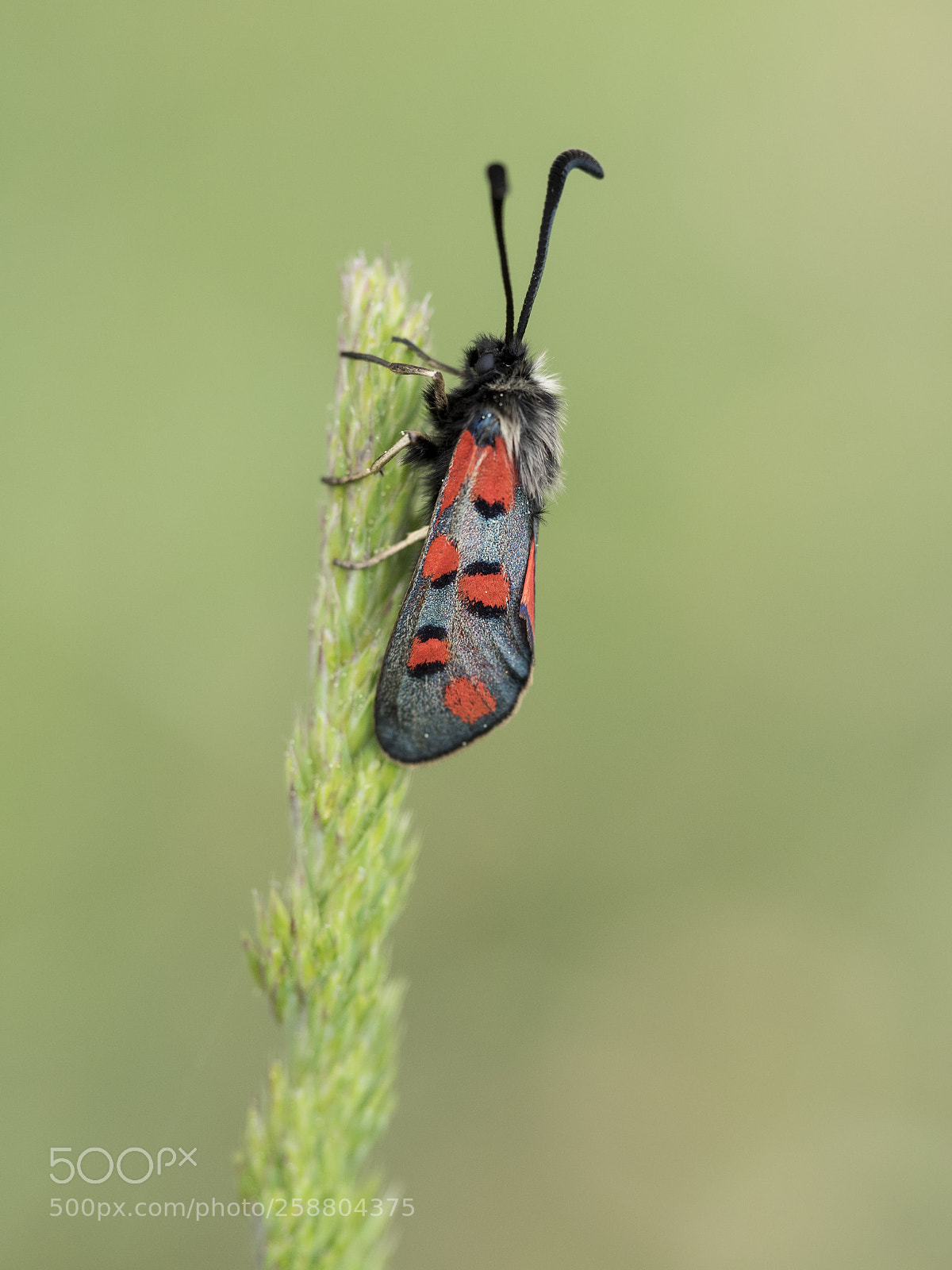 Olympus OM-D E-M1 sample photo. Zygaena (ii). photography