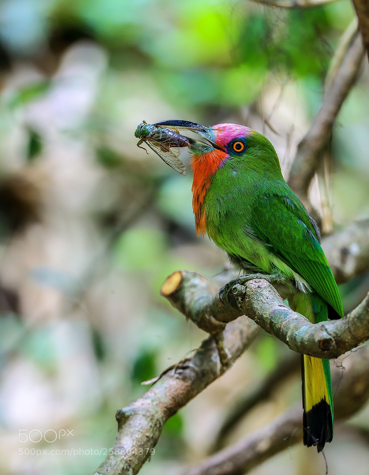 Canon EOS-1D X Mark II sample photo. นกจาบคาเคราแดง
red-bearded bee-eater@thailand. photography
