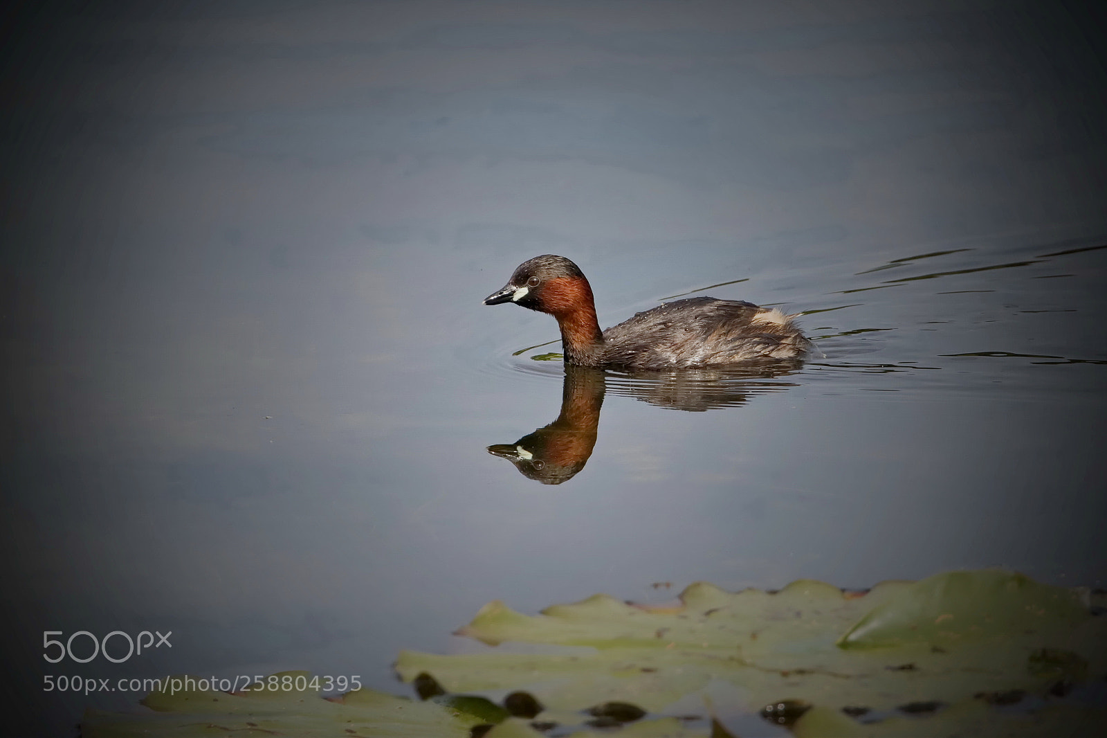 Canon EOS 80D sample photo. Zwergtaucher photography