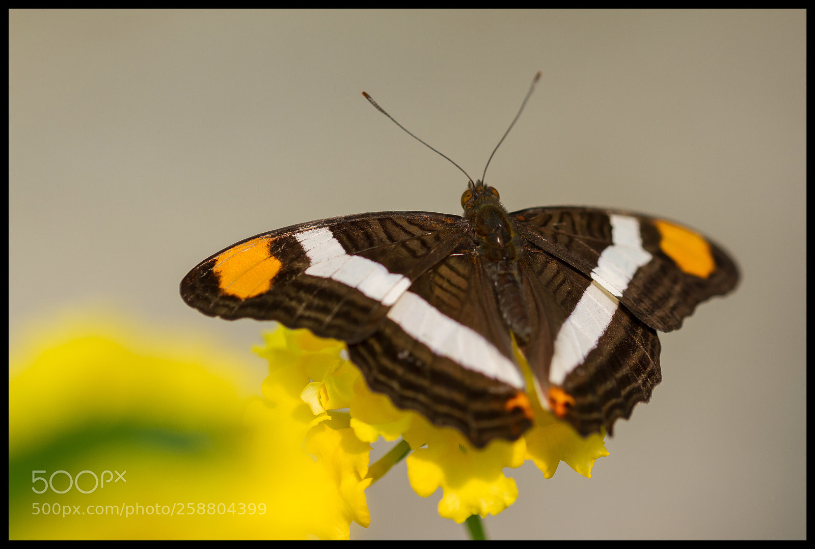 Canon EOS 7D sample photo. Papillon photography