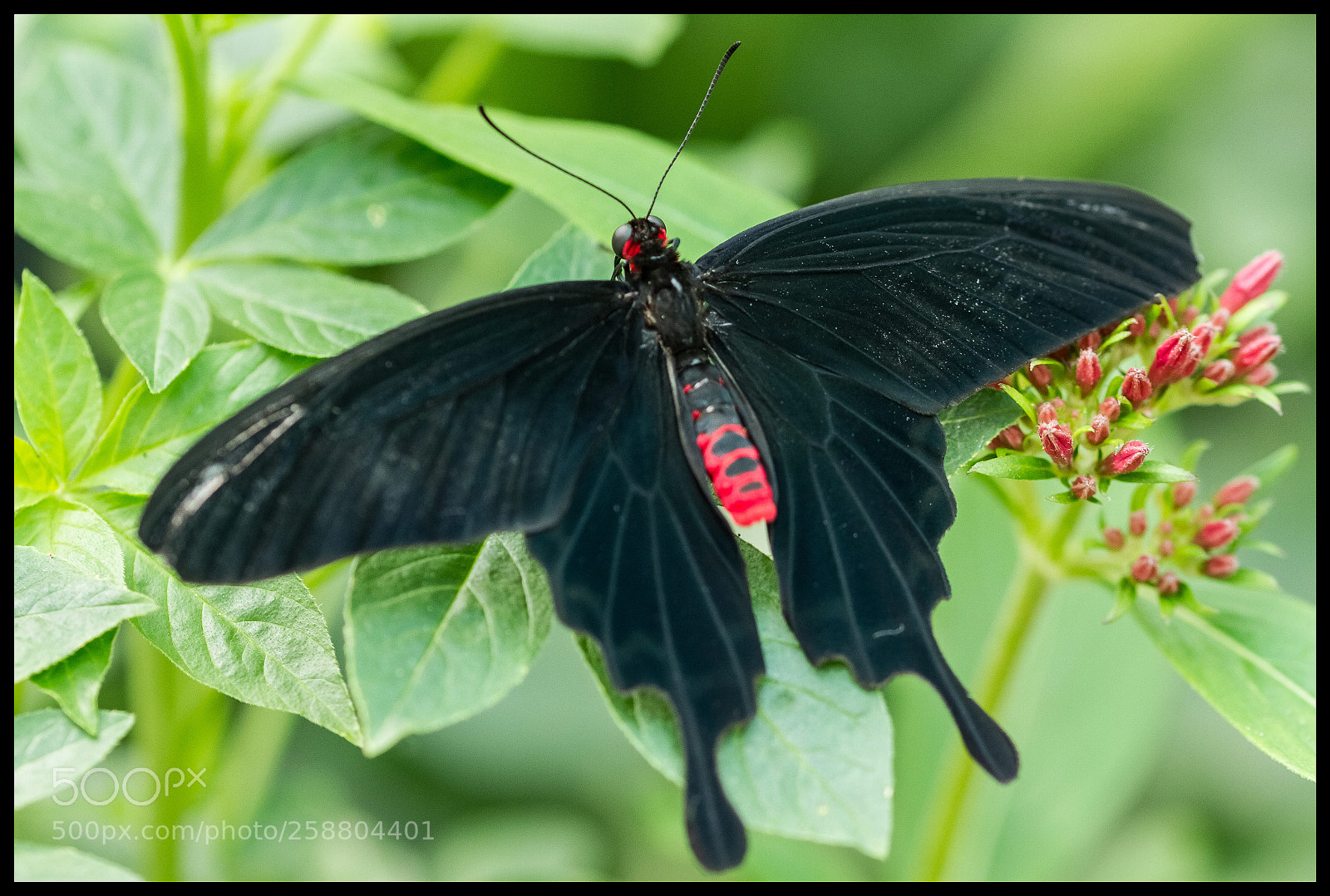 Canon EOS 7D sample photo. Papillon photography