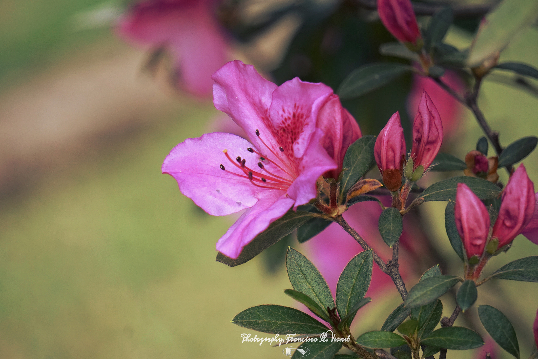 Sony E 55-210mm F4.5-6.3 OSS sample photo. Lovely... pinked photography