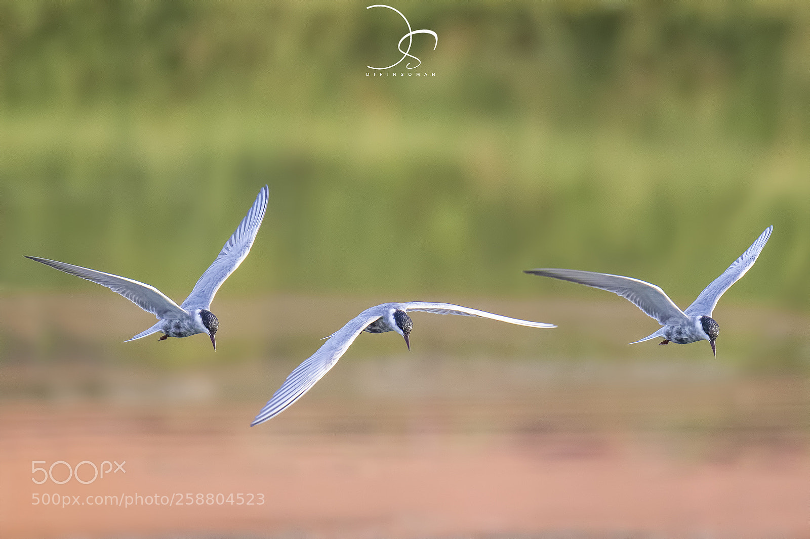 Canon EOS 7D Mark II sample photo. Flight photography
