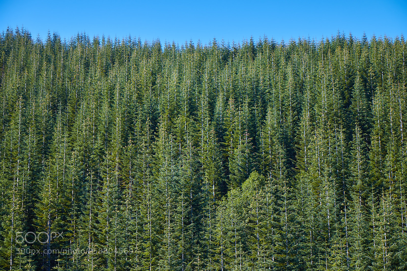 Canon EOS 70D sample photo. See the forest for photography