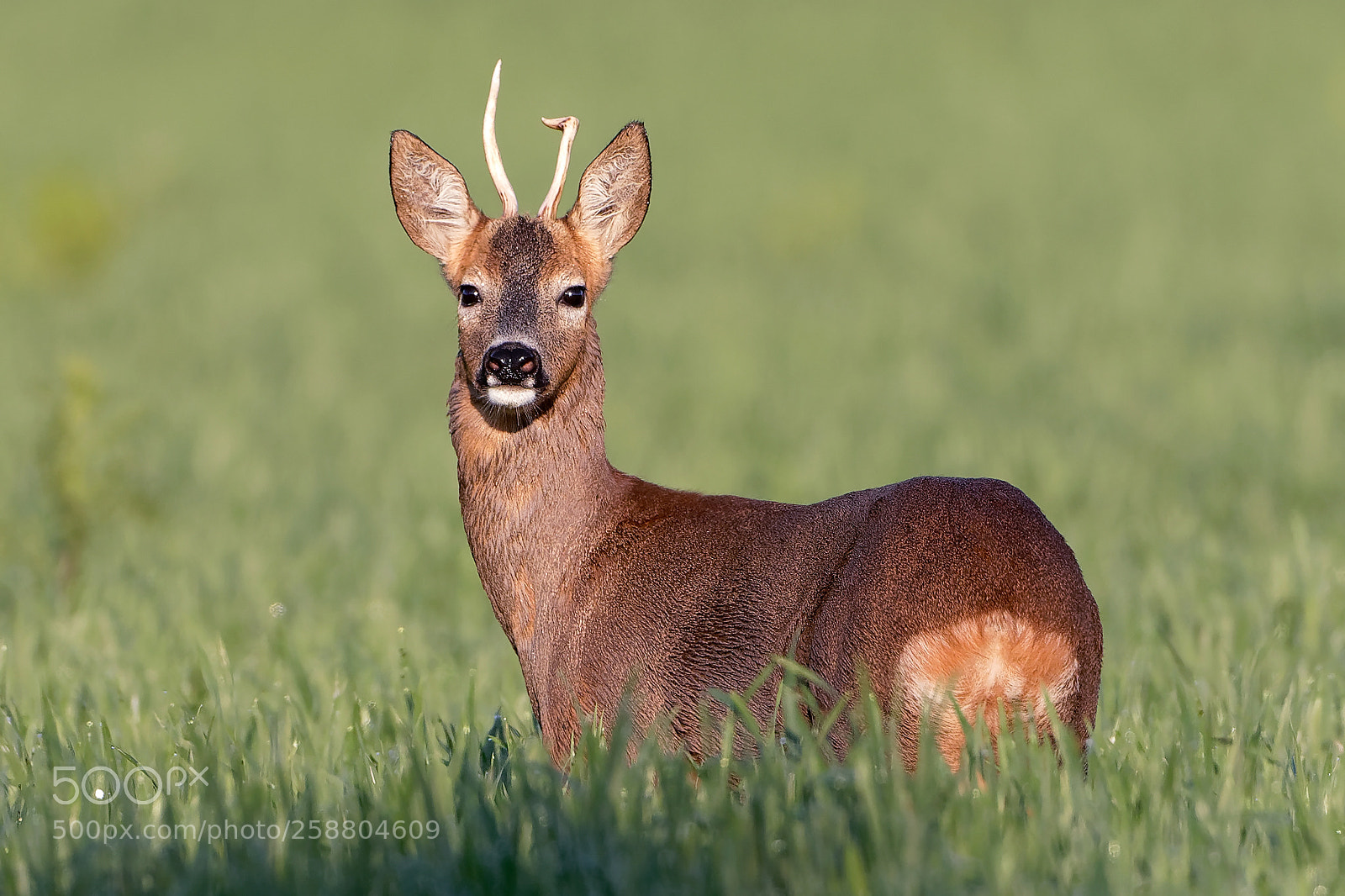 Canon EOS 7D Mark II sample photo. Im getreidefeld photography