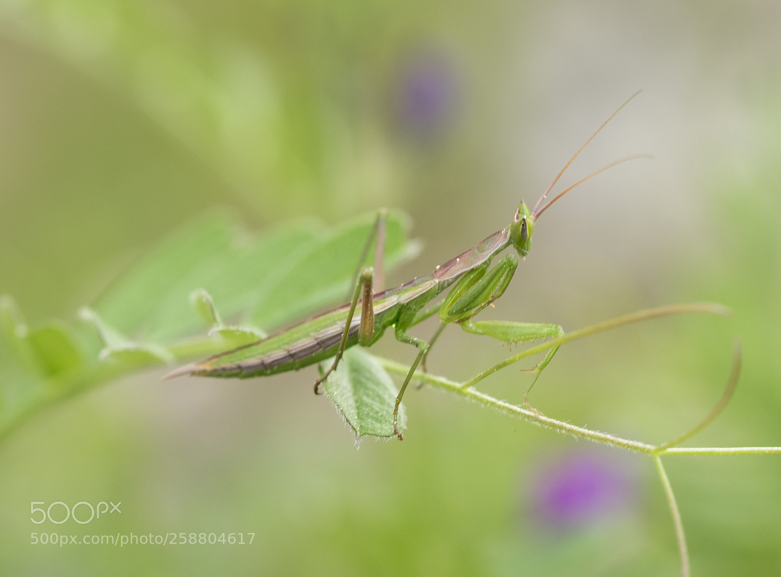 Olympus OM-D E-M1 sample photo. Praying mantis. photography
