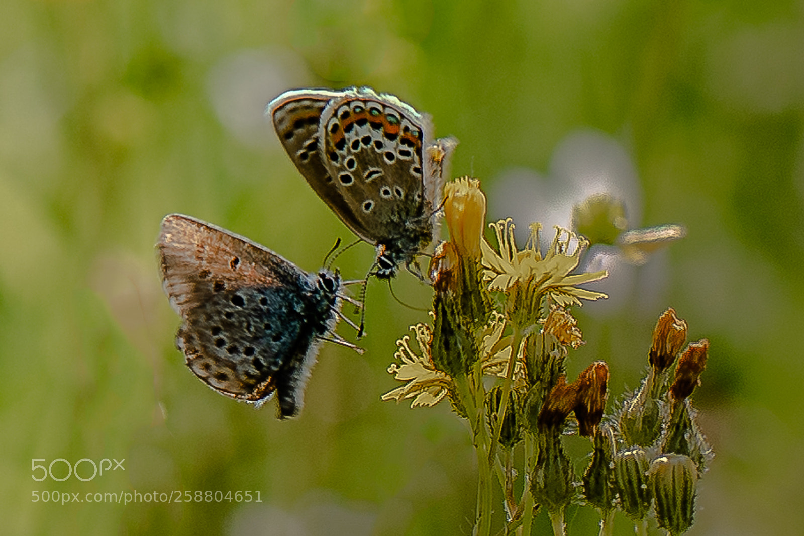 Nikon D750 sample photo. Butterfly photography