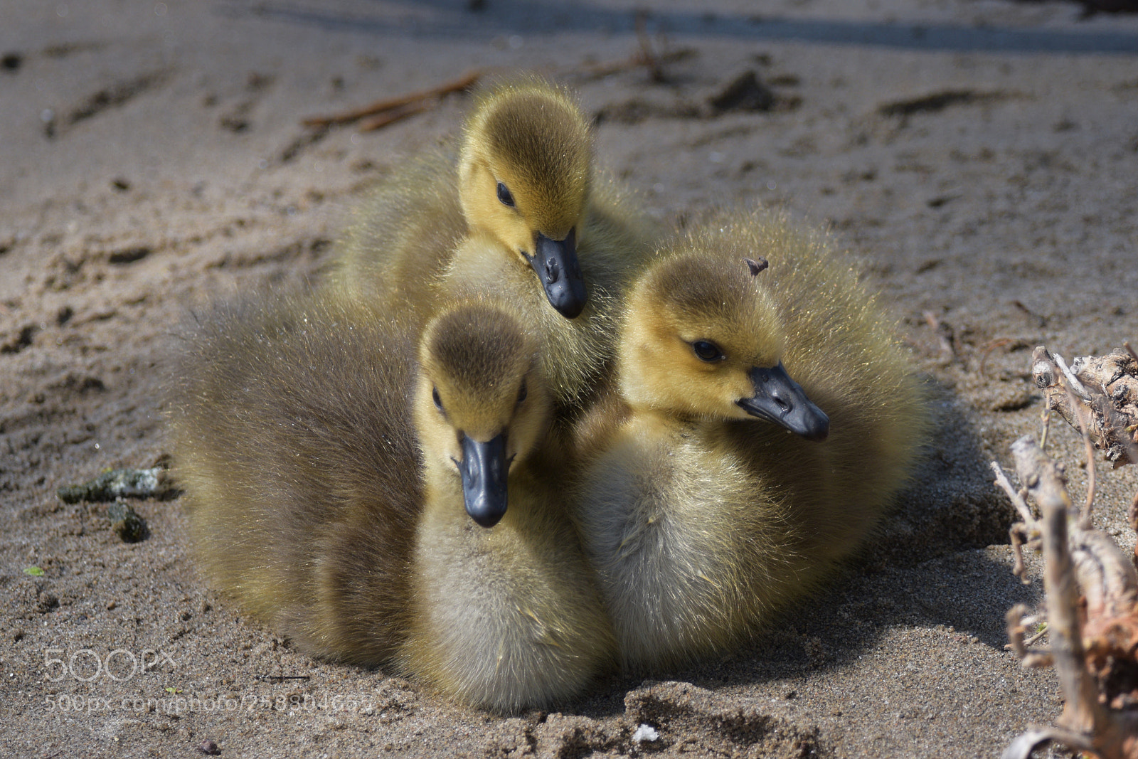Nikon D3300 sample photo. Three goslings on sand photography