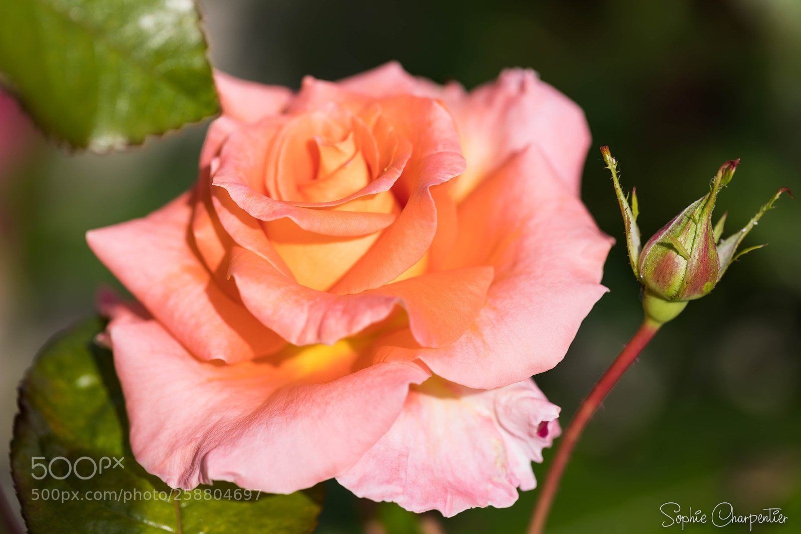 Canon EOS 5D Mark IV sample photo. Rose photography