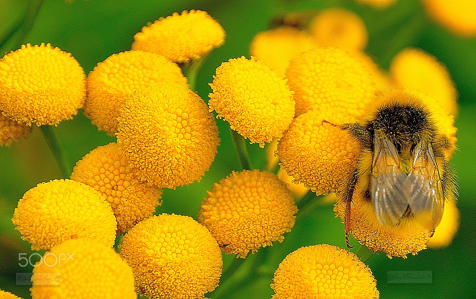 Nikon D500 sample photo. ...... photography