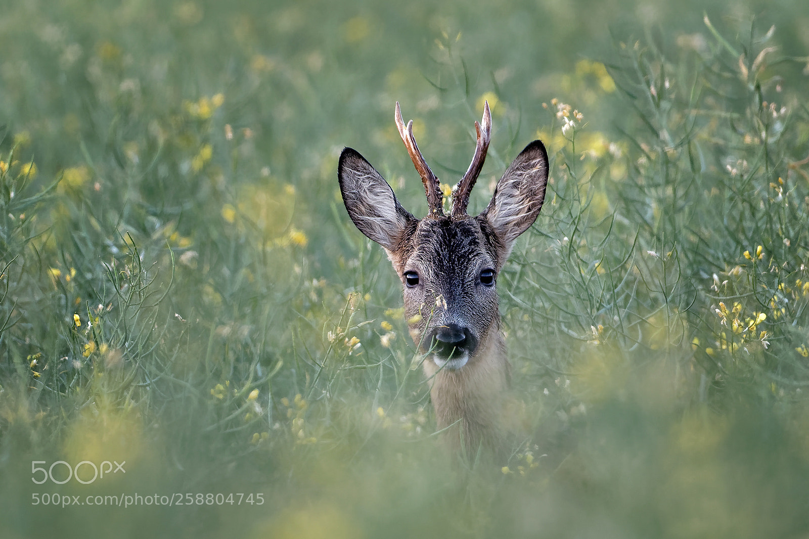 Canon EOS 7D Mark II sample photo. Im rapsfeld photography
