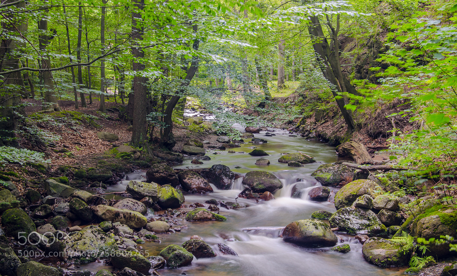 Nikon D7000 sample photo. The green day photography
