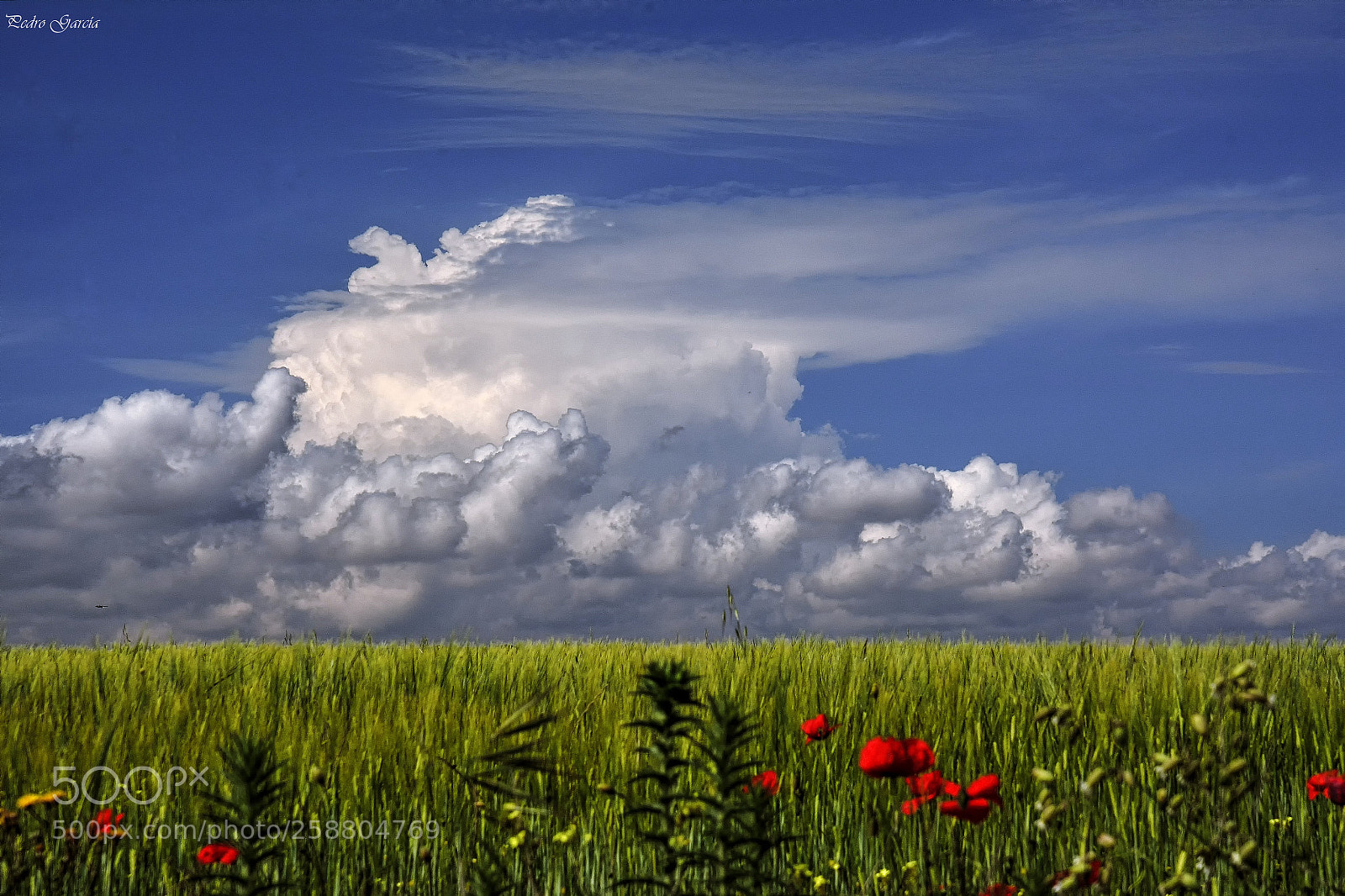 Nikon D7100 sample photo. Clouds and spring fields photography