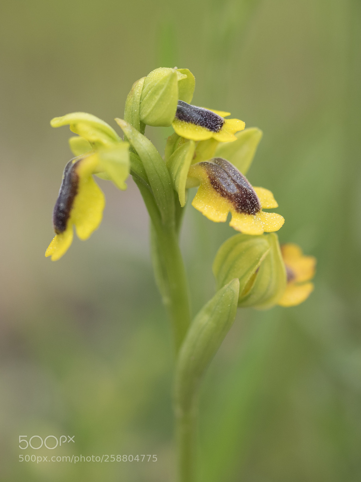 Olympus OM-D E-M1 sample photo. Ophrys lutea. photography